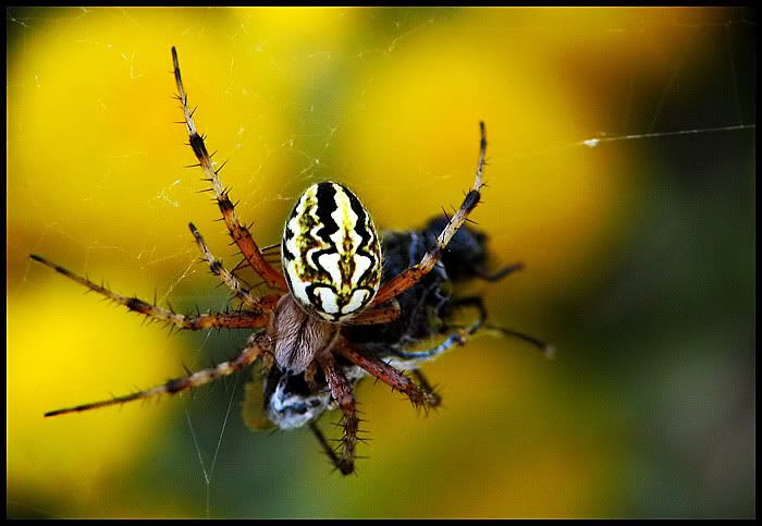 IMAGE: http://i78.photobucket.com/albums/j110/geminianum/aranea3-1.jpg