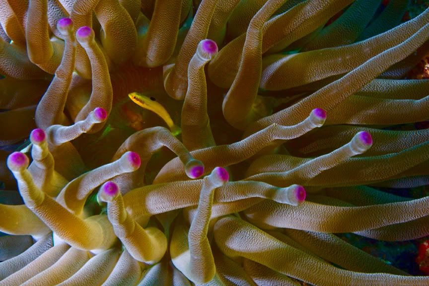AnemoneFish.jpg