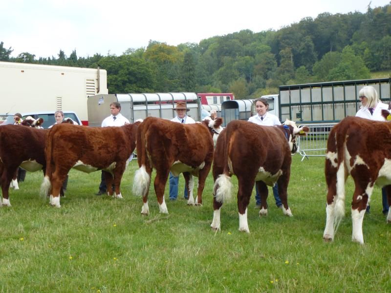 henleyshow2015004_zpsa5d61cb5.jpg