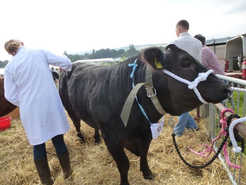 henleyshow2015014_zps97e4064c.jpg