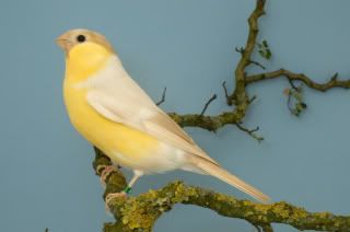 yellowbullfinch2.jpg