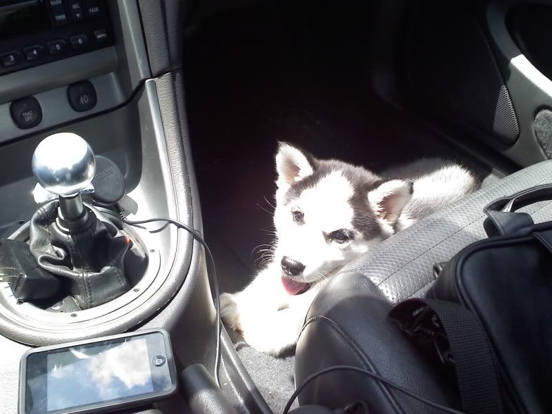 puppy.jpg