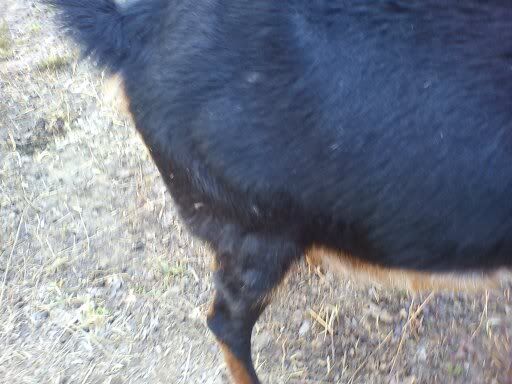 Graphic pictures! Last year's dog attack (Long) - Goats