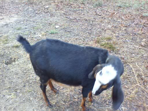 Graphic pictures! Last year's dog attack (Long) - Goats