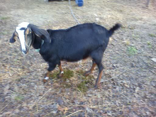 Graphic pictures! Last year's dog attack (Long) - Goats