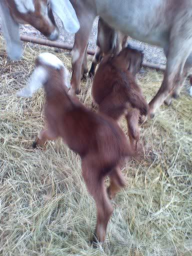 Poppy Popped! (Long) - Goats