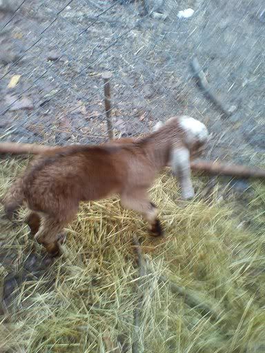 Poppy Popped! (Long) - Goats