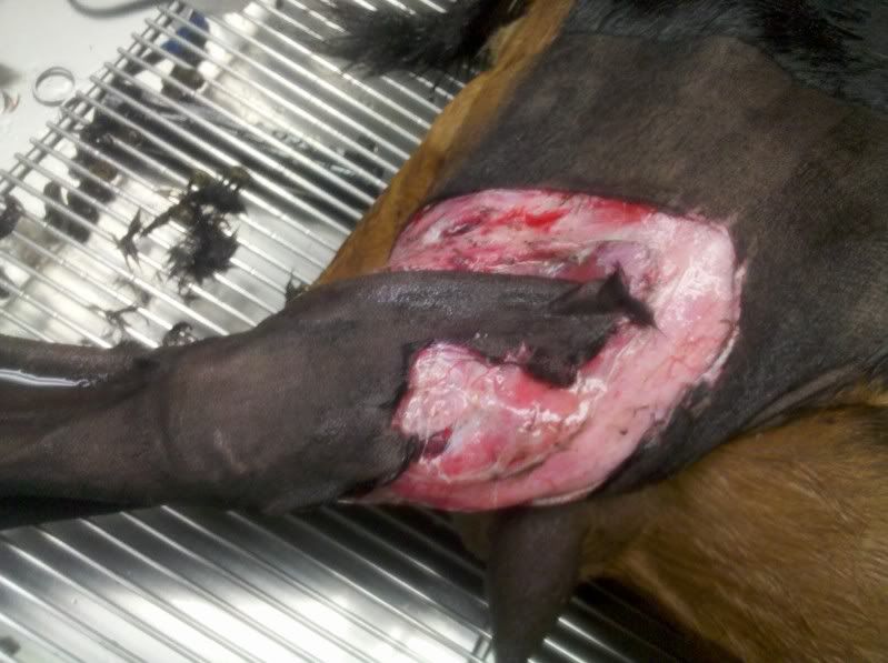 Graphic pictures! Last year's dog attack (Long) - Goats