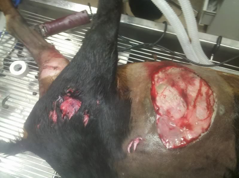 Graphic pictures! Last year's dog attack (Long) - Goats