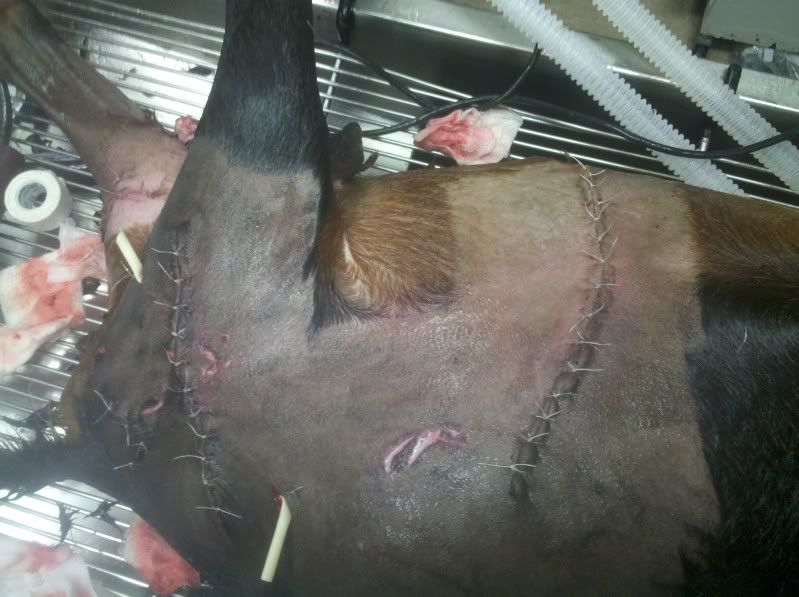 Graphic pictures! Last year's dog attack (Long) - Goats