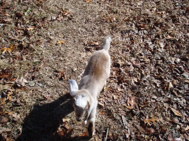 See If This Picture Works... - Goats