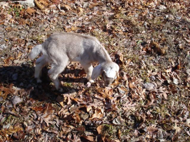 See If This Picture Works... - Goats