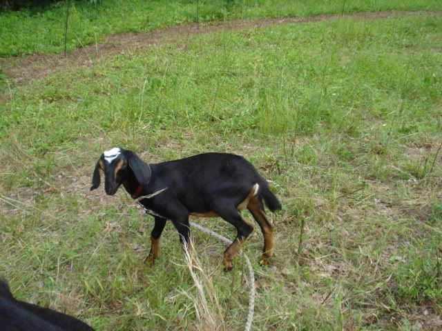 For Sale and Wanted - Goats