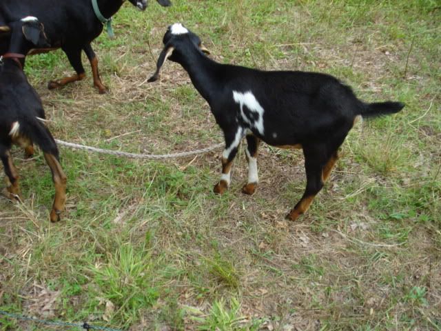 For Sale and Wanted - Goats