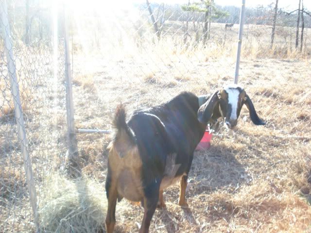 My "still" pregnant Rosie (Pics) - Goats