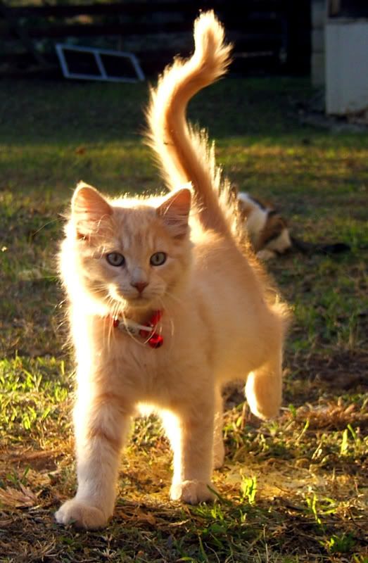 Quickpaw: Thunderclan apprentice Pictures, Images and Photos