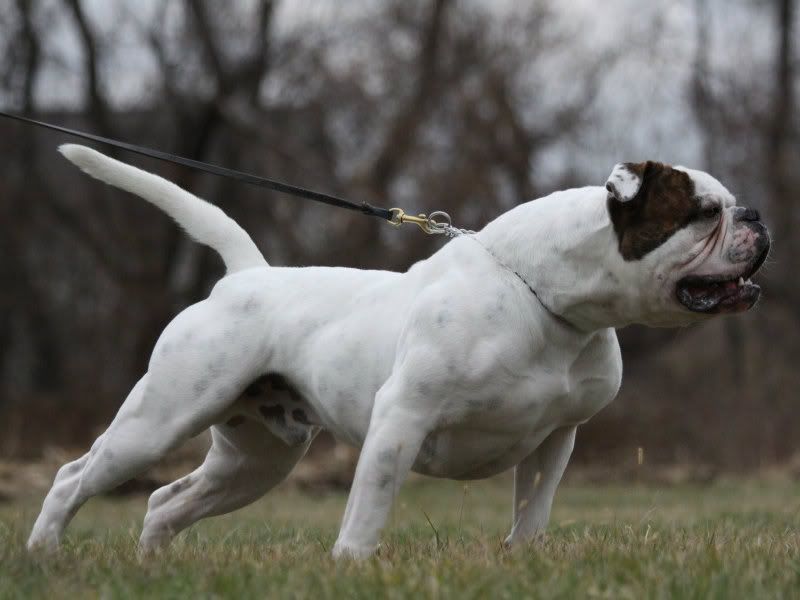 bulldog poodle