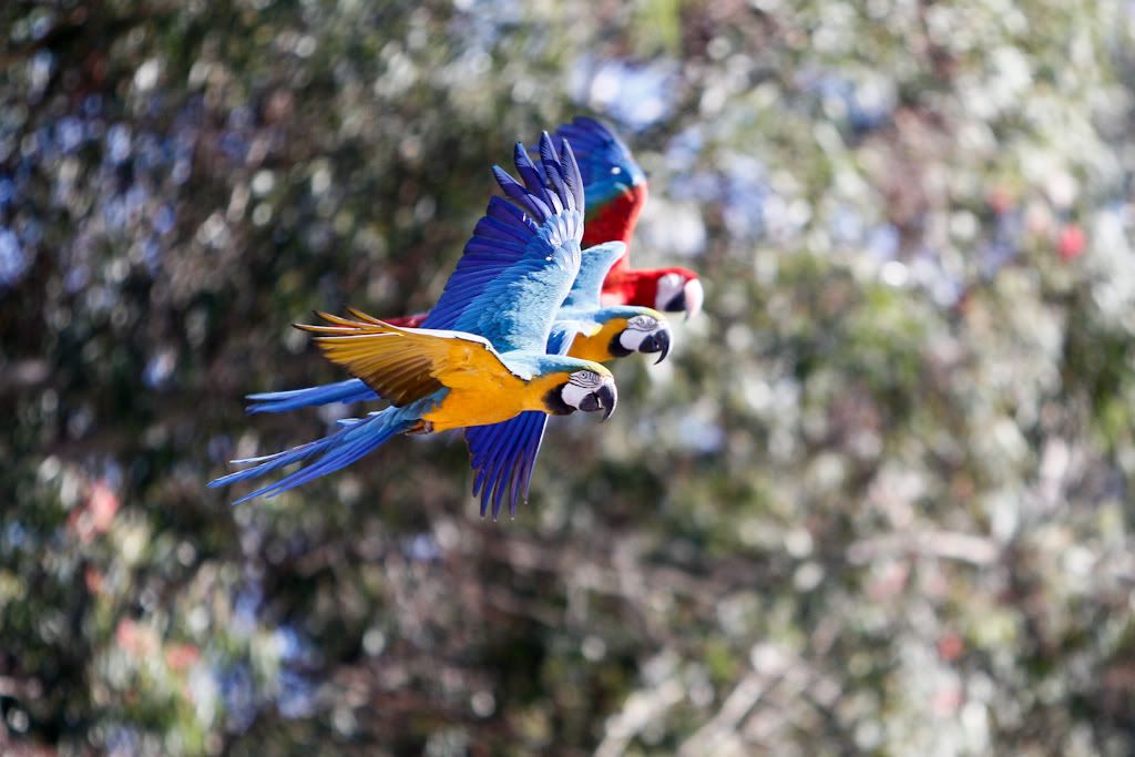 IMAGE: http://i78.photobucket.com/albums/j114/melemelez/Birds/sdzoo-45.jpg