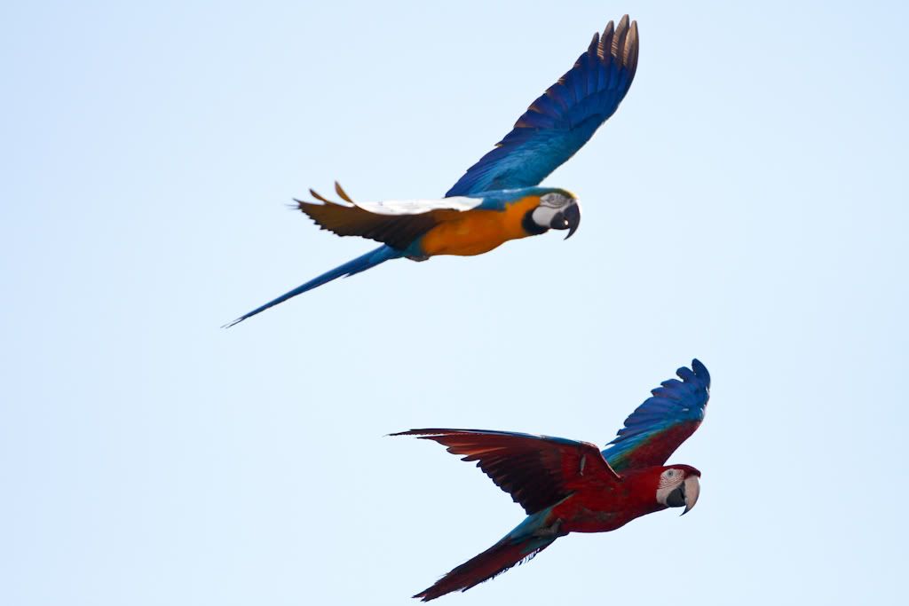 IMAGE: http://i78.photobucket.com/albums/j114/melemelez/Birds/sdzoo-48.jpg