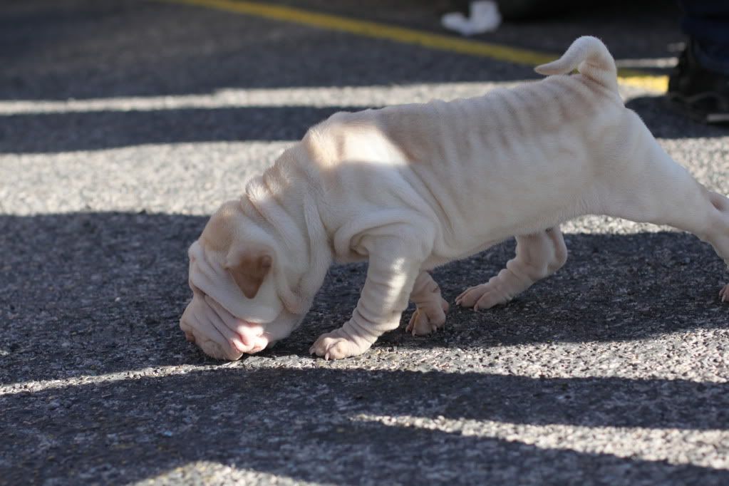 IMAGE: http://i78.photobucket.com/albums/j114/melemelez/Sharpei/IMG_5810.jpg