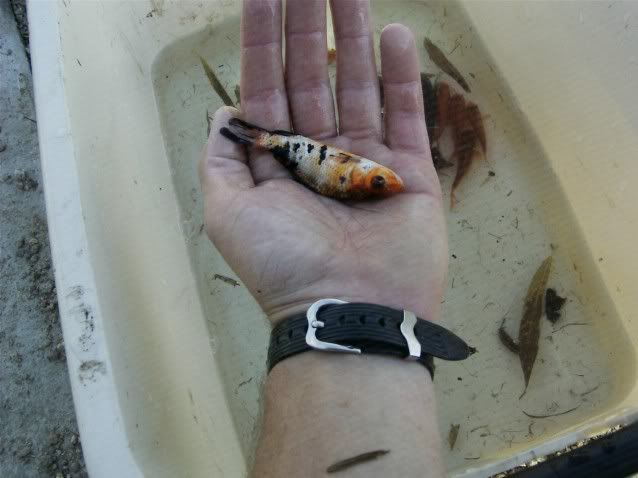 ElEstanque.com - Ver Tema - estanque con koi y carassius