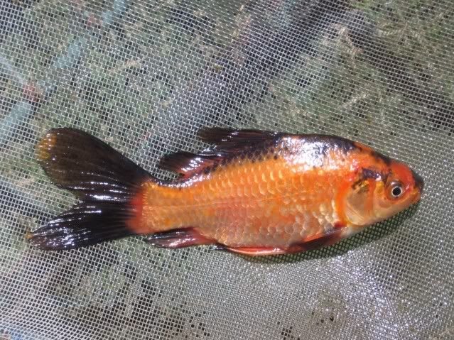 ElEstanque.com - Ver Tema - estanque con koi y carassius