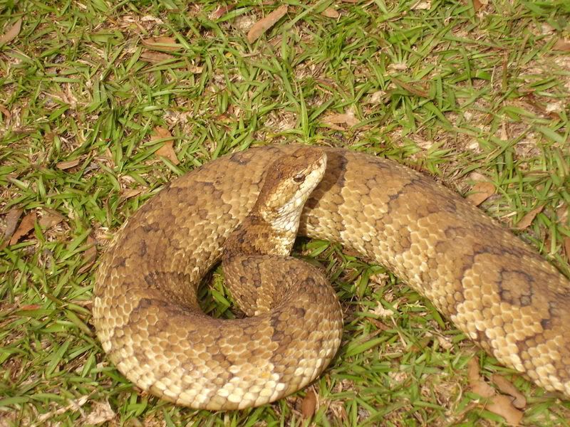 Unusual Alabama Cottonmouth 2 Photo by Mugwamp_2006 Photobucket