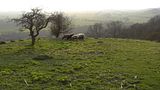 Sheep outlined by sun