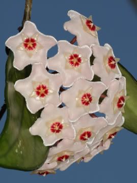 hoya