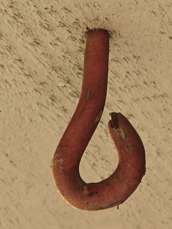 IMAGE: http://i78.photobucket.com/albums/j116/spur_5918/POTN/IMG_5135.jpg