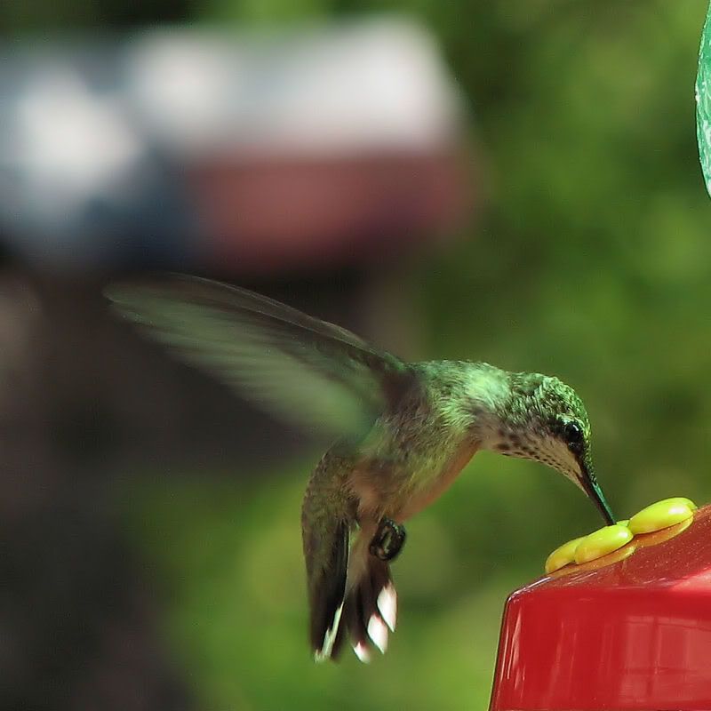 IMAGE: http://i78.photobucket.com/albums/j116/spur_5918/POTN/TexasHummer.jpg