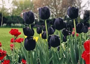 cbc-tulip-black.jpg