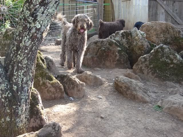 cafe au lait goldendoodle
