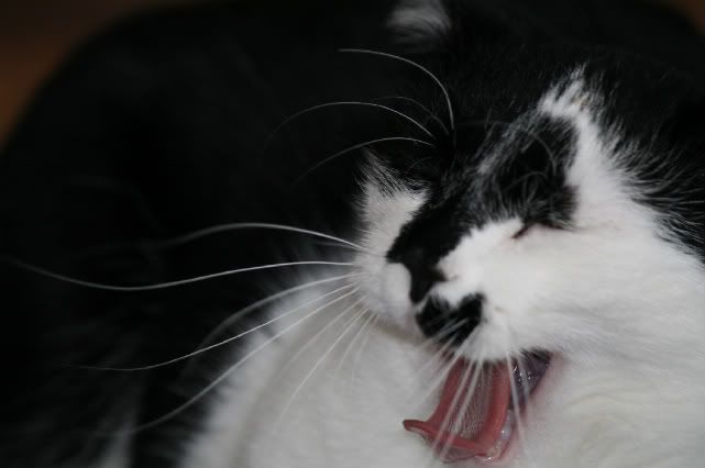 IMAGE: http://i78.photobucket.com/albums/j119/dpmx21/homeimprovements024-1.jpg