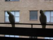 Cockatoos on the balcony railings