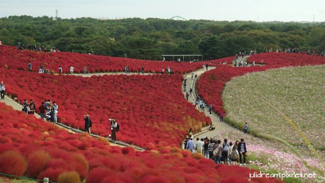 2018十月 十六天獨遊日本東北想楓 (紅色掃帚草+波斯
