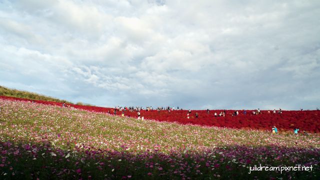 2018十月 十六天獨遊日本東北想楓 (紅色掃帚草+波斯