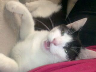 [img width=320 height=240]http://i78.photobucket.com/albums/j120/harley8118/Afb439.jpg[/img]