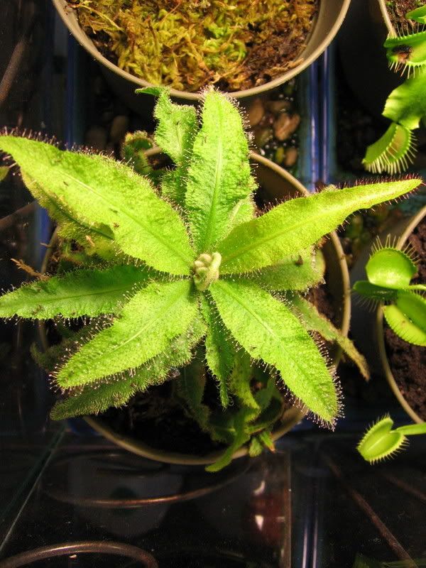 Which plant eats fruit flies now?