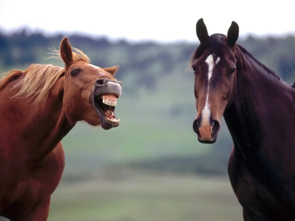 FuNNyHorses.jpg