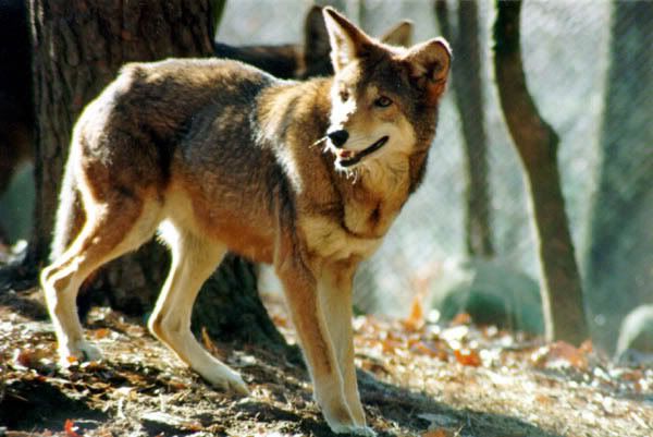 Red Wolf Female