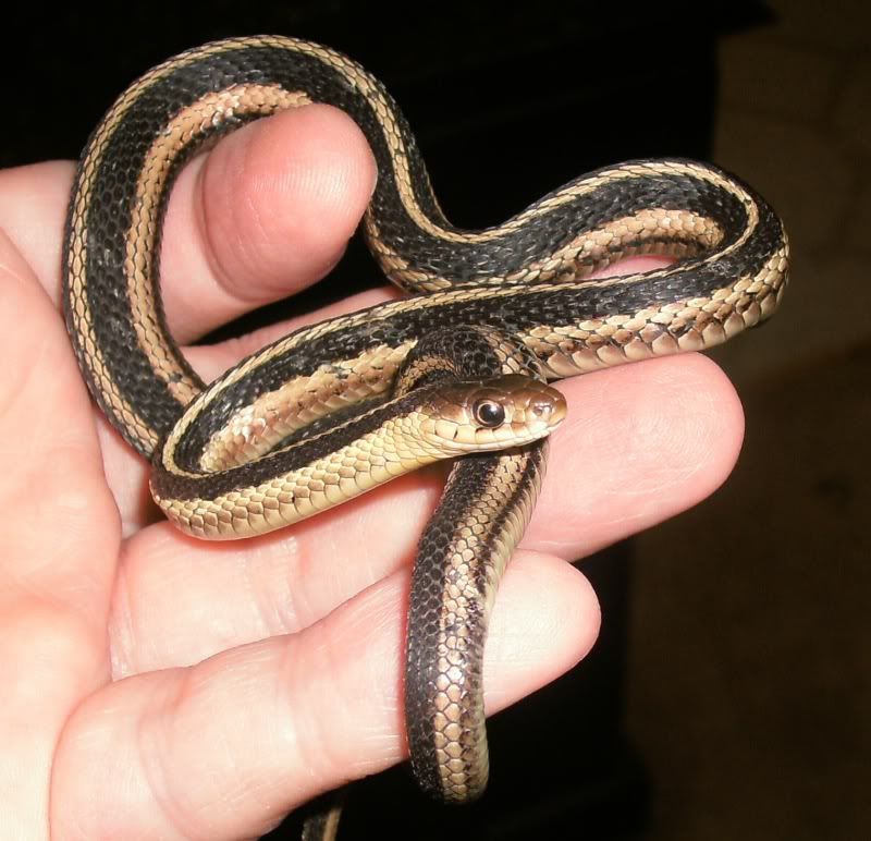 gartersnake1.jpg