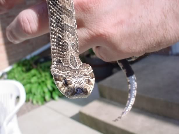 HognosesnakeBabe.jpg
