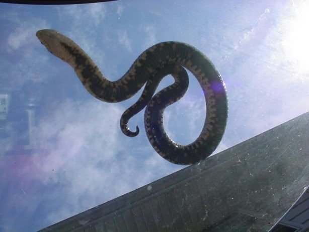 HognosesnakeBabe15.jpg