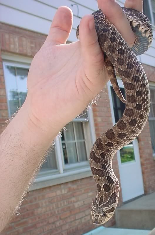 HognosesnakeBabe7.jpg