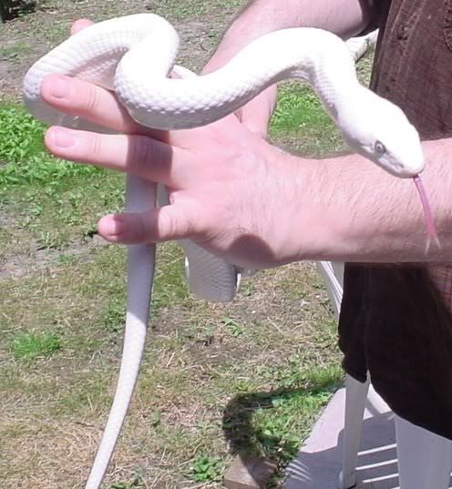 LeucisticTexasratsnakeValentine24.jpg