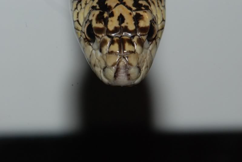 DSC_0232.jpg