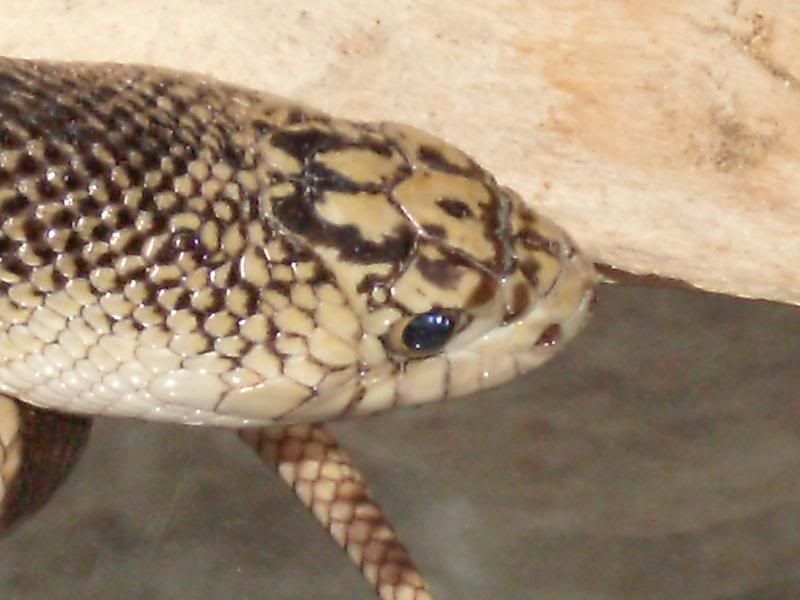 GEDC0165.jpg