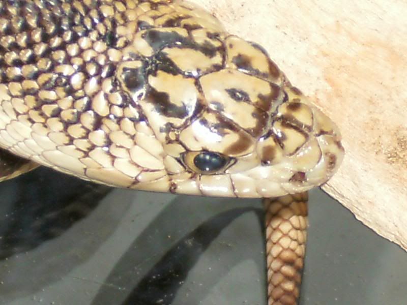 GEDC0166.jpg
