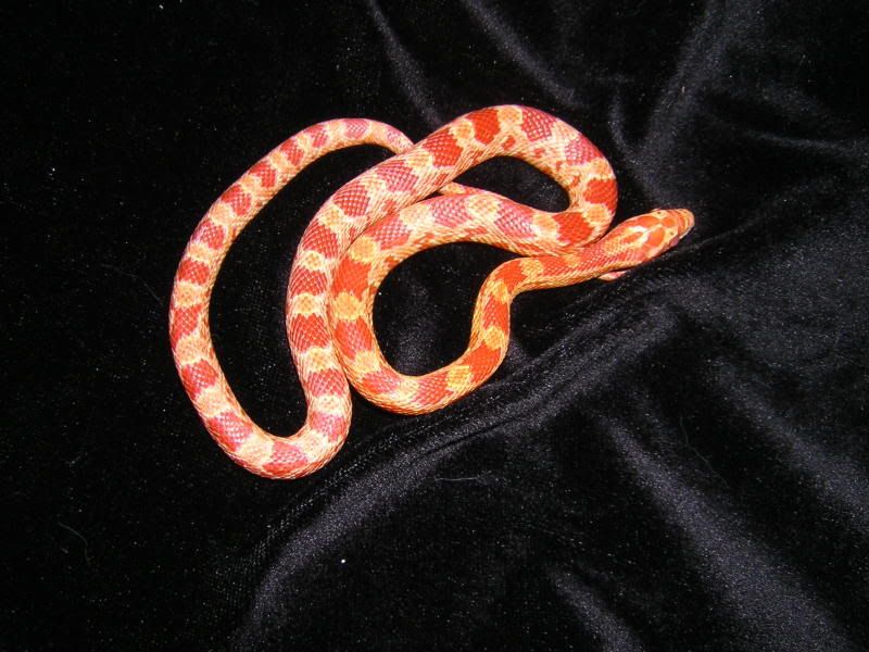 Snakes-NewYear2007148.jpg